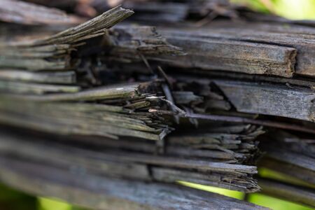 macro wild of wooden textured background with damages and moss