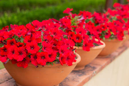 Line of red flowers in a pot in the Park.の写真素材