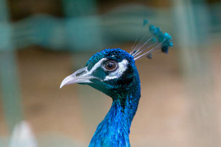 A beautiful male peacock fluffed a colorful multicolored tail.