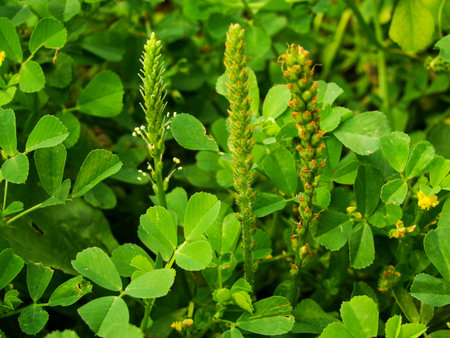 green clover leaves in the field, close-up of photoの写真素材