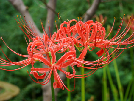 Lycoris radiata is a genus of flowering plants in the Amaryllidaceae family.の写真素材