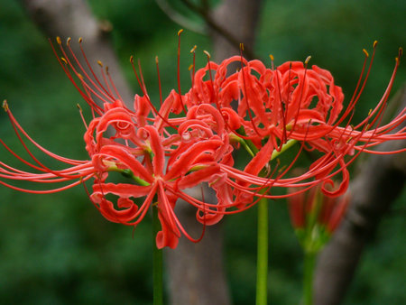 Red spider lily, Lycoris radiataの写真素材