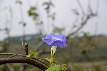 Morning Glory, Ipomoea pes-capraeの写真素材