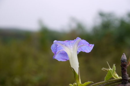 Morning Glory flower in the garden. (Convolvulus arvensis)の写真素材