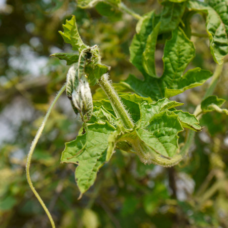 Close up of a melon plant growing in a field in summerの写真素材
