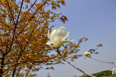 Magnolia flower in the park with blue sky background, closeup of photoの写真素材