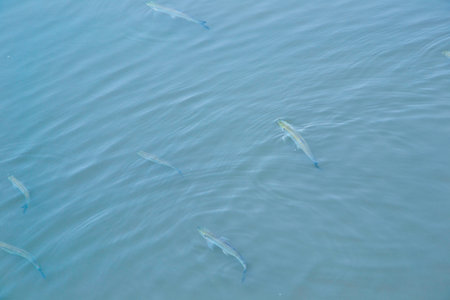 Fish swimming in the water of the lake, closeup of photoの写真素材
