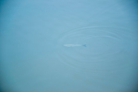 A small fish on the surface of the water in the pond.の写真素材