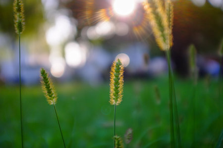 Grass flower in the garden with sunlight and bokeh background.の写真素材