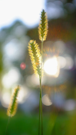 Grass flower in the garden with sunlight background. soft focus.の写真素材