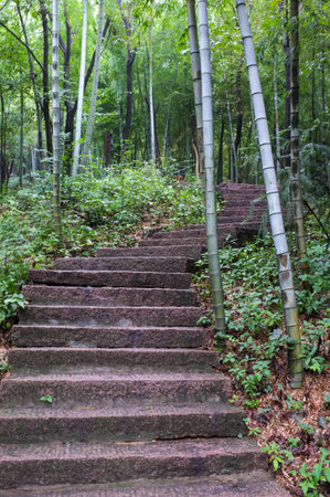 Staircase in the forest with bamboo trees in the background.の写真素材