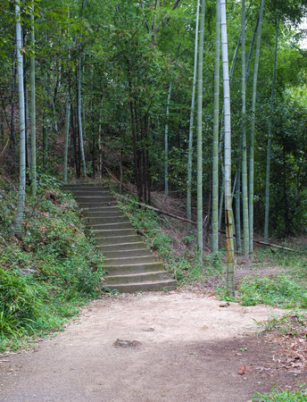 Path in the bamboo forest, Chiangmai, Thailand.の写真素材
