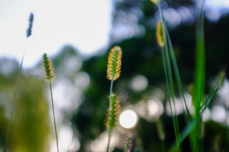 Grass flower in the garden with sunlight, soft focus background.の写真素材