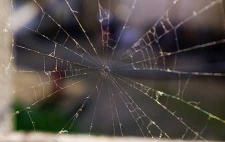 spider web close-up on a blurred background of the cityの写真素材