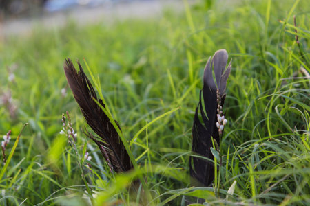 Black feathers on a background of green grass.の写真素材