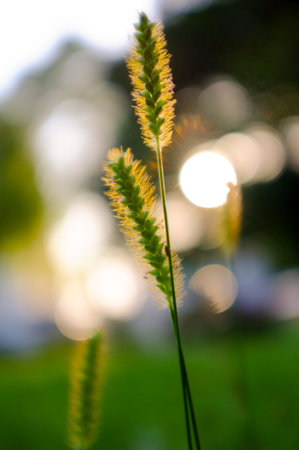 Grass flower in the evening light with bokeh background.の写真素材