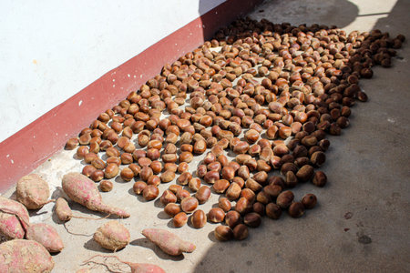 Roasted chestnuts on the ground.の写真素材
