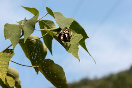Butterfly on a green leaf against the blue sky and clouds