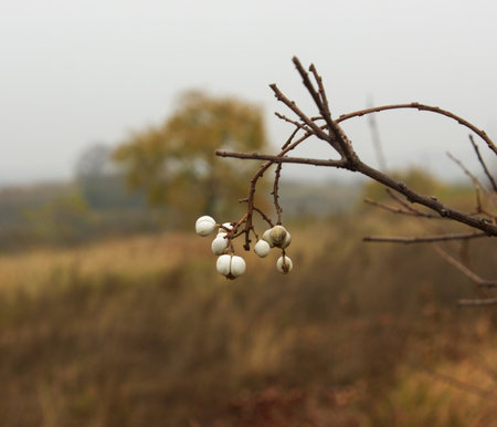 Branch with white berries on a blurred background of autumn landscape.の写真素材