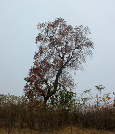 Trees in the field in the autumn, closeup of photoの写真素材