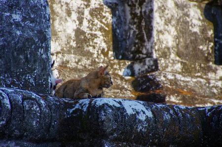 Cat sitting on the roof of an ancient temple in the archaeological site of Tulum, Mexicoの写真素材