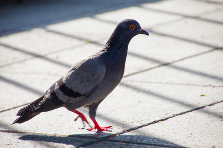 Pigeon on the ground in the city park. Close-up.の写真素材