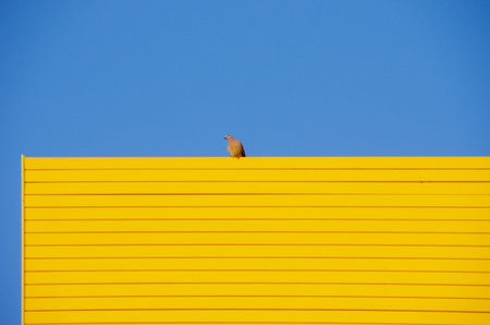 Pigeon on the roof of a yellow building with blue skyの写真素材