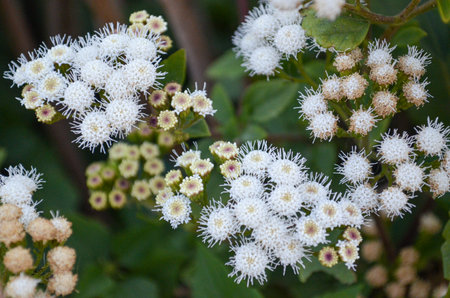 White flowers on a bush in the garden. Close-up.の写真素材