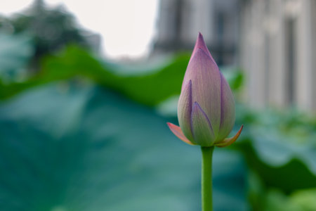 Lotus flower blooming and green leaves background, selective focus.の写真素材