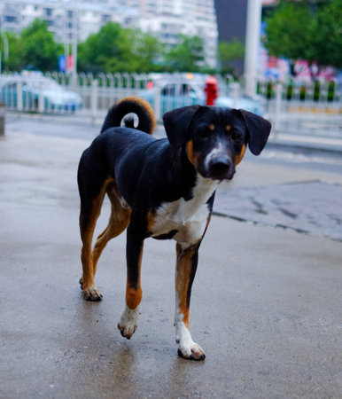 Portrait of a dog standing on the street and looking at the cameraの写真素材
