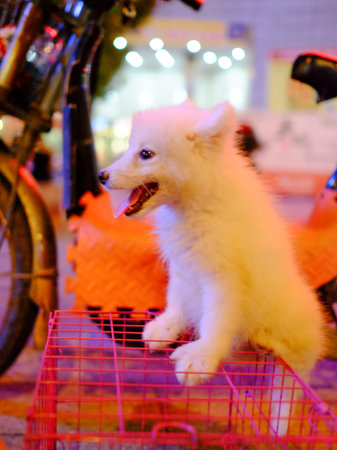 White Samoyed puppy in a cage on the street in the eveningの写真素材