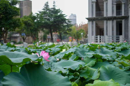 Lotus flower and old building. Shallow depth of field.の写真素材