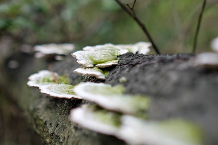 Mushrooms growing on a dead tree in the forest, close upの写真素材