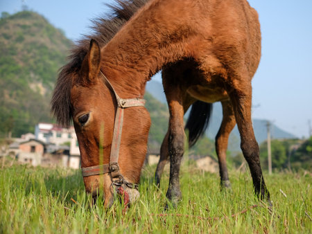 Horse grazing in a meadow in the countryside of Thailand.