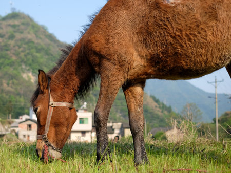 Horse eating grass in a meadow in the countrysideの写真素材