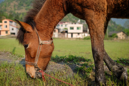 Horse eating grass in a meadow in the countrysideの写真素材