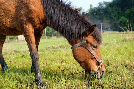 Horse eating grass in a meadow in summer, Thailand.の写真素材