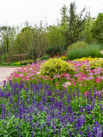 Flower garden with purple and pink salvia flowers in the summerの写真素材
