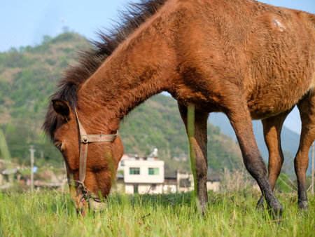 Horse grazing on a meadow in the mountains of Nepal.の写真素材