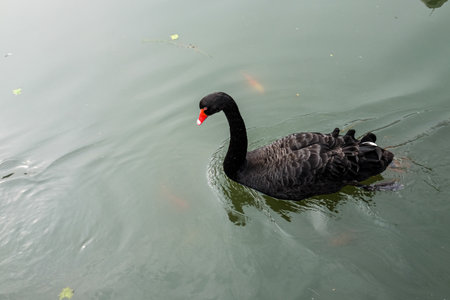 Black swan swimming in the lake. (Cygnus atratus)の写真素材