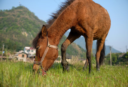 Horse eating grass in the meadow, Mae Hong Son, Thailandの写真素材