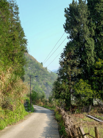 Road in the mountains. The road is paved with trees.の写真素材