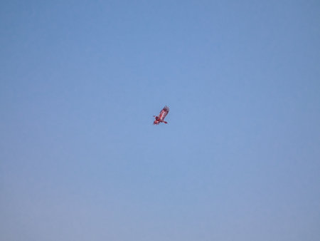 Red bird flying in the blue sky in the clear sunny day.