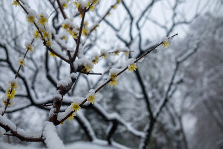 Yellow flowers in the snow.の写真素材