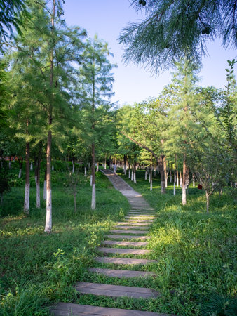 Walkway in the park with green grass and trees, Thailand.の写真素材