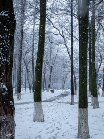 Beautiful winter landscape in the city park with trees and snowfallの写真素材
