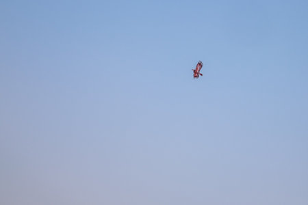 Red Bird Flying in the Blue Sky at Chiang Rai, Thailandの写真素材