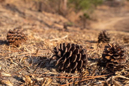 Pine cones on the ground in the forest. Pine cones on the ground.の写真素材