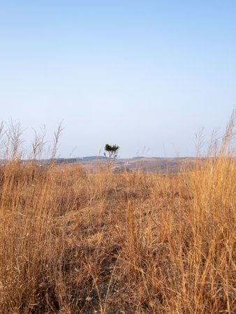 Landscape of dry grass field with lonely tree in the morning.の写真素材