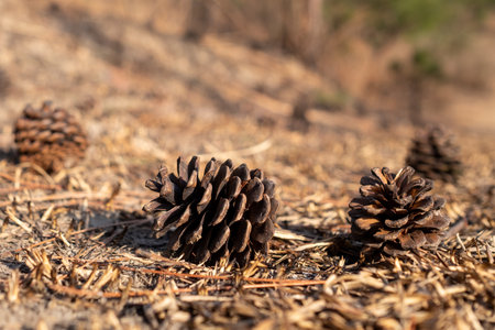 Pine cones on the ground in the forest. Selective focus.の写真素材